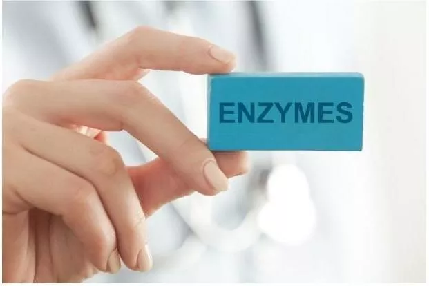 what are enzymes and what do enzymes do